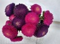 Aster China
